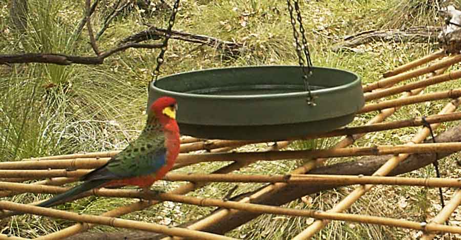 Rosella